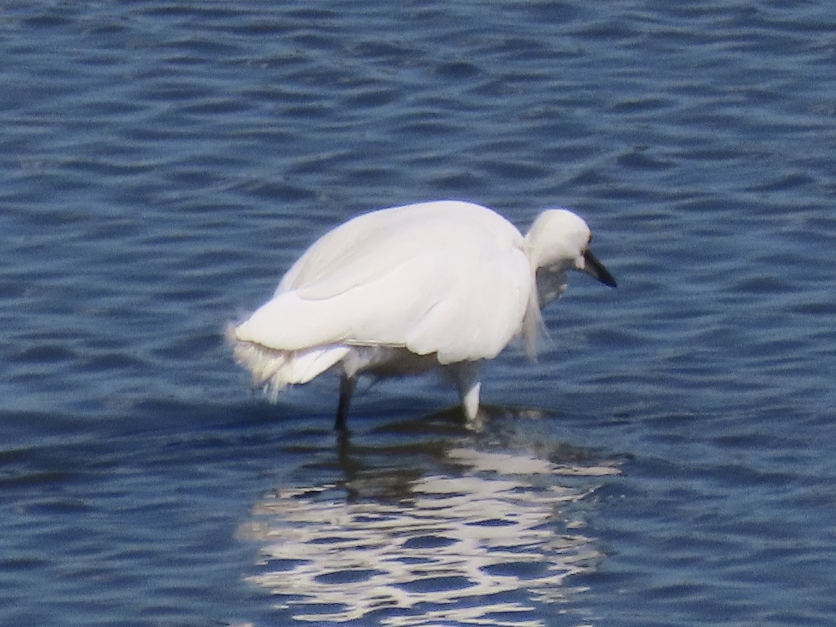 Snowy Egret - ML642072137