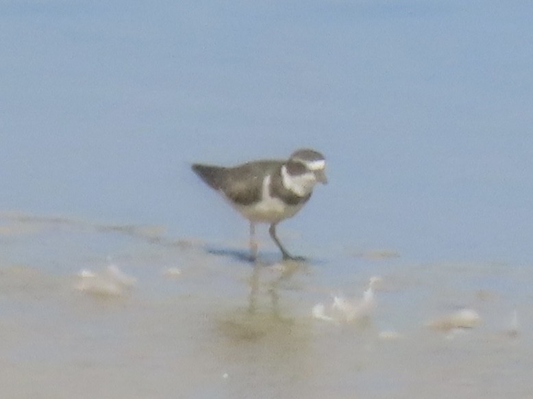 Semipalmated Plover - ML642072165