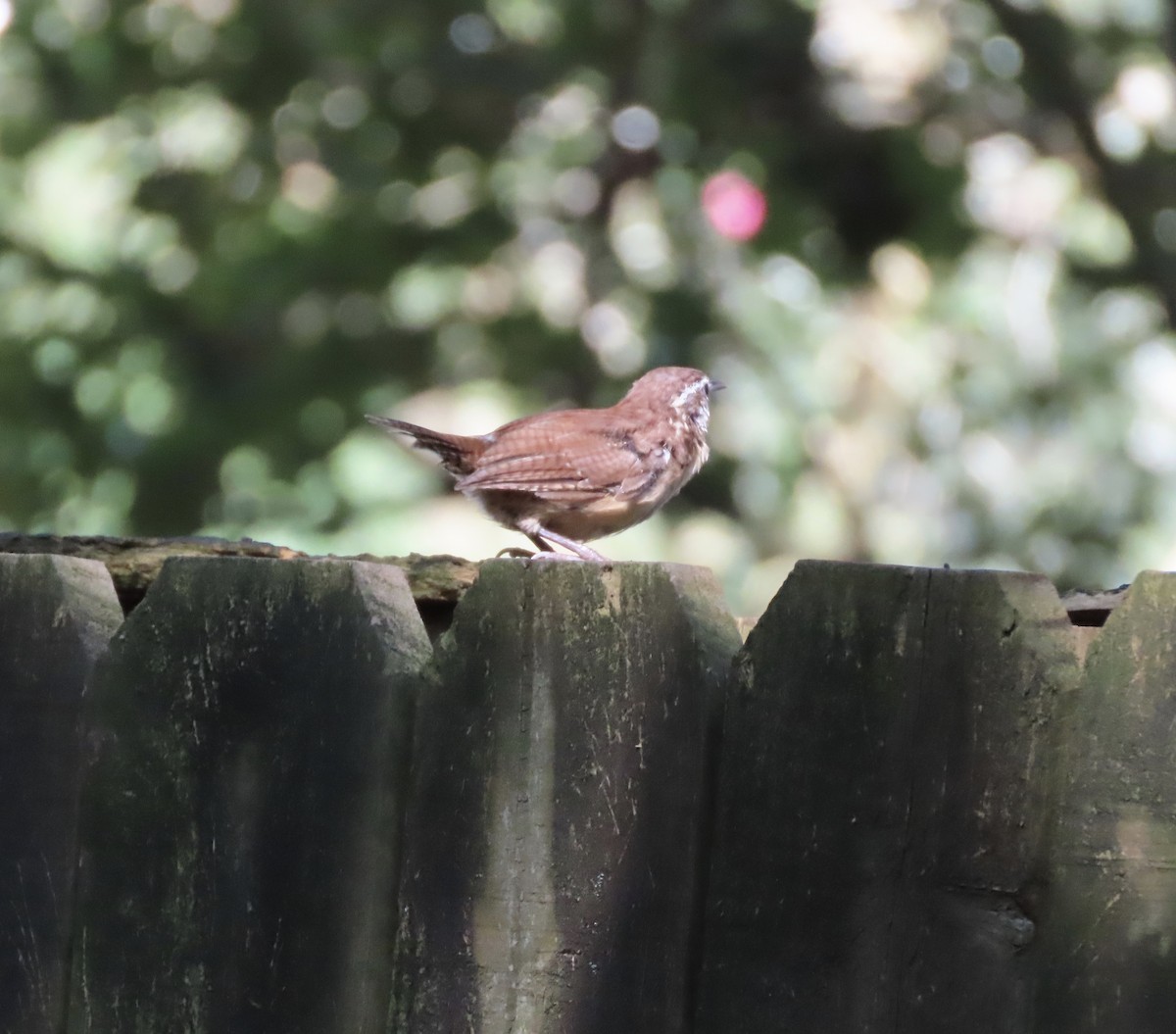 Carolina Wren - ML642072175