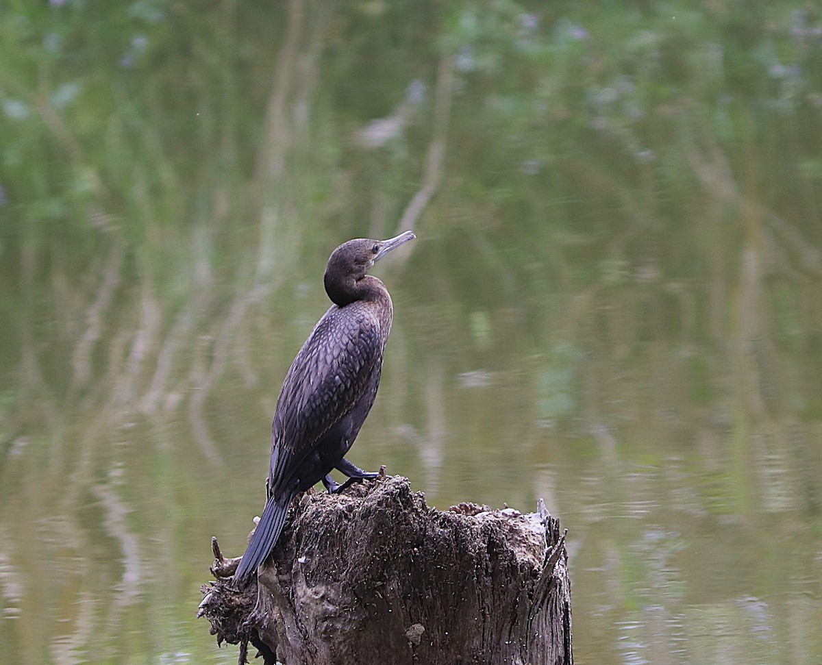 Little Black Cormorant - ML642072179