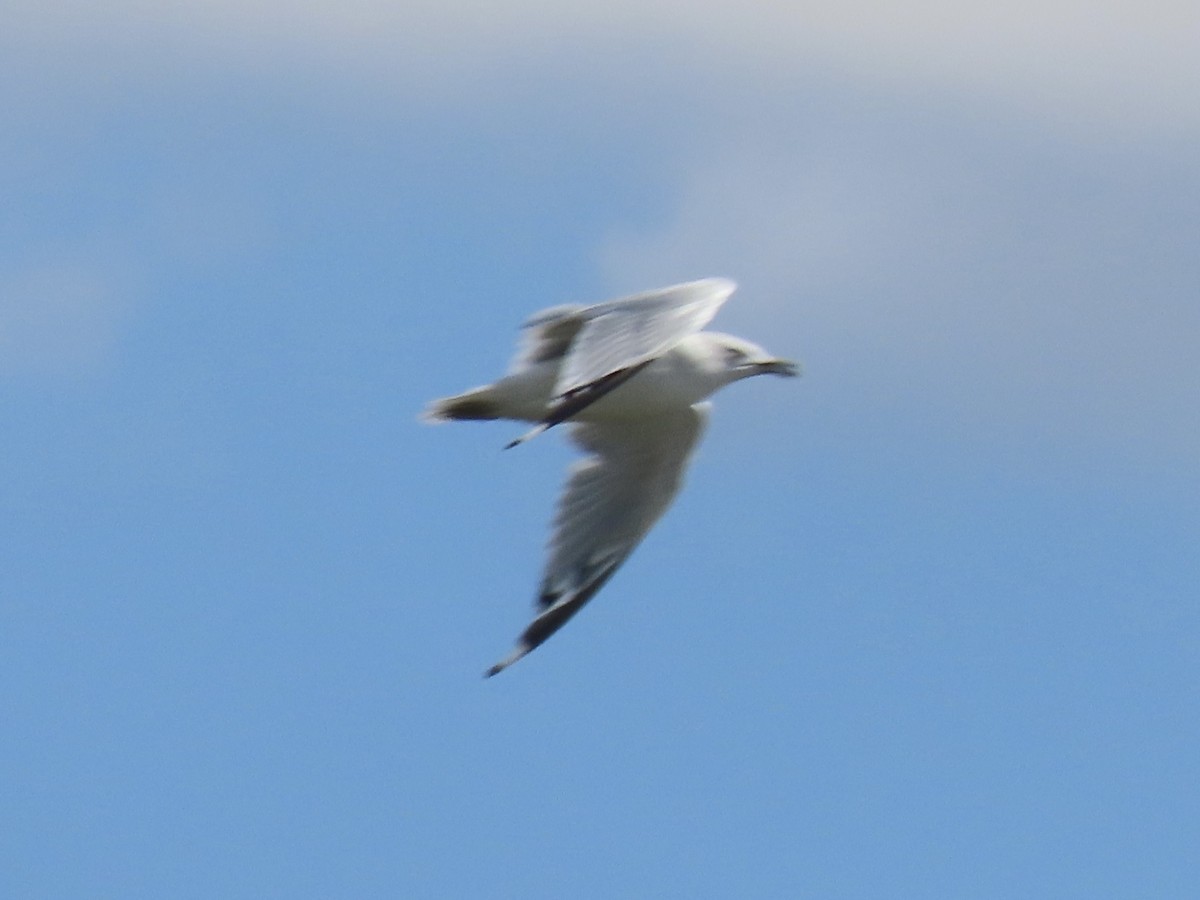 Ring-billed Gull - ML642072187