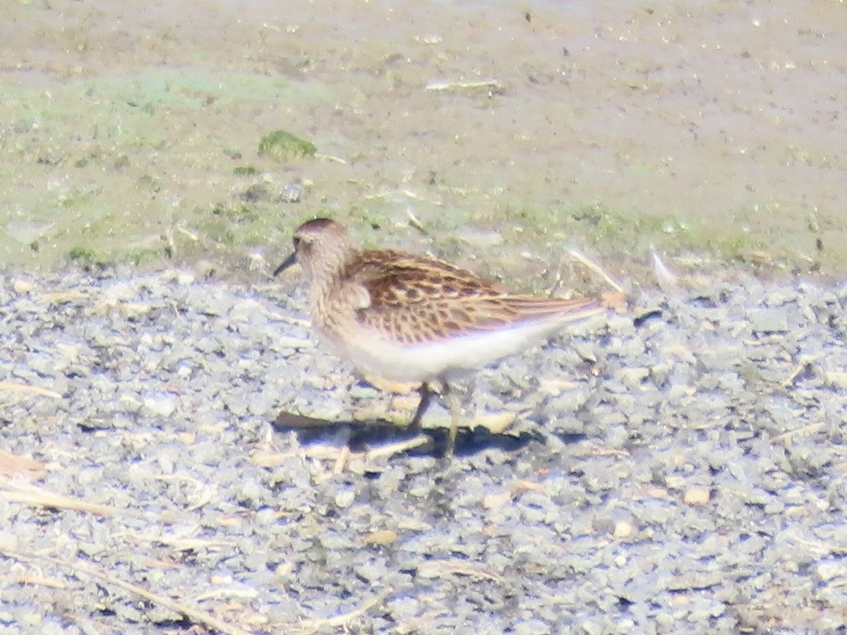 Least Sandpiper - ML642072189