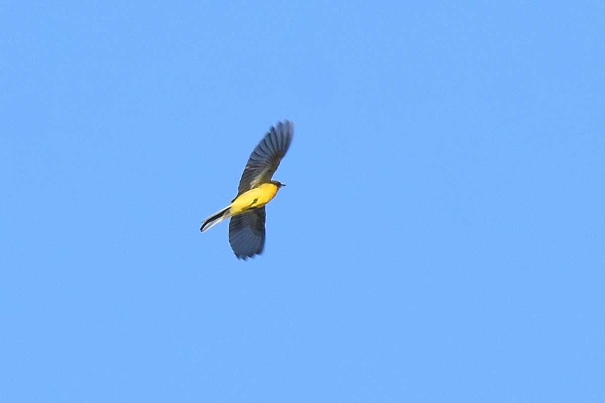 Western Yellow Wagtail (thunbergi) - ML642072190