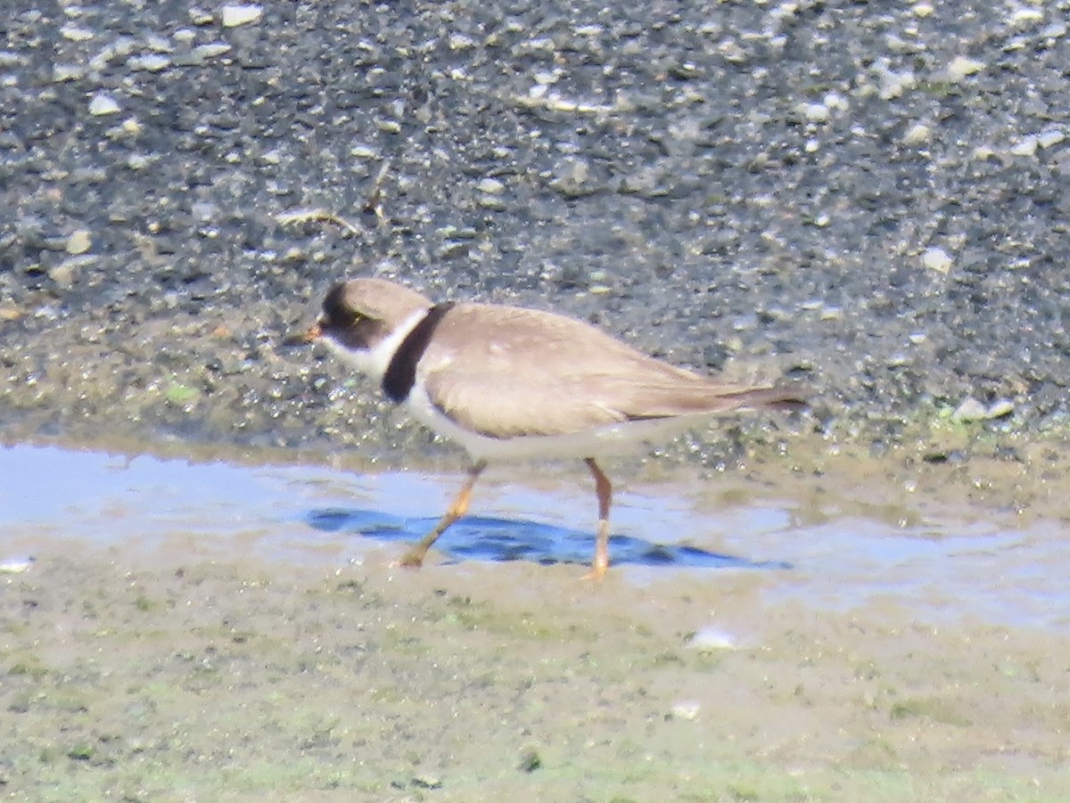 Semipalmated Plover - ML642072196