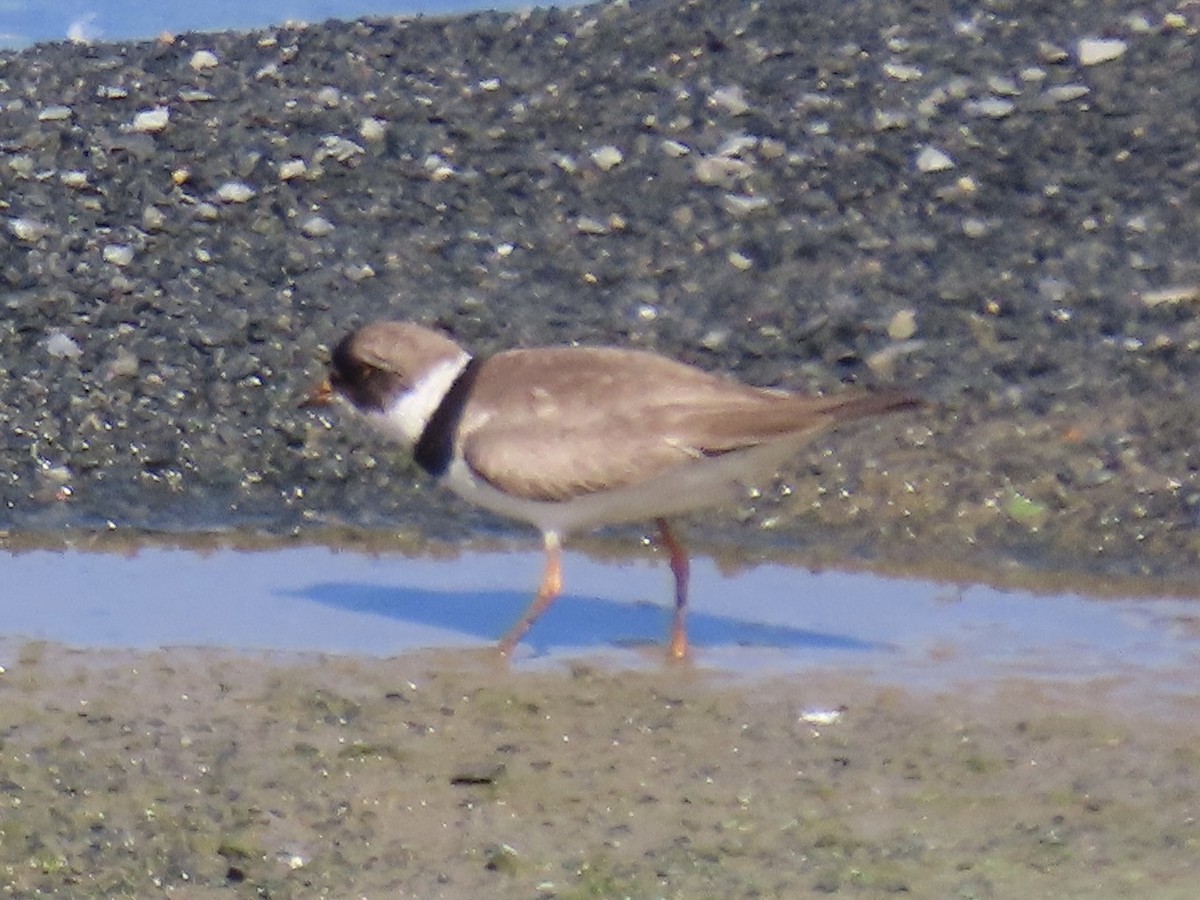 Semipalmated Plover - ML642072199
