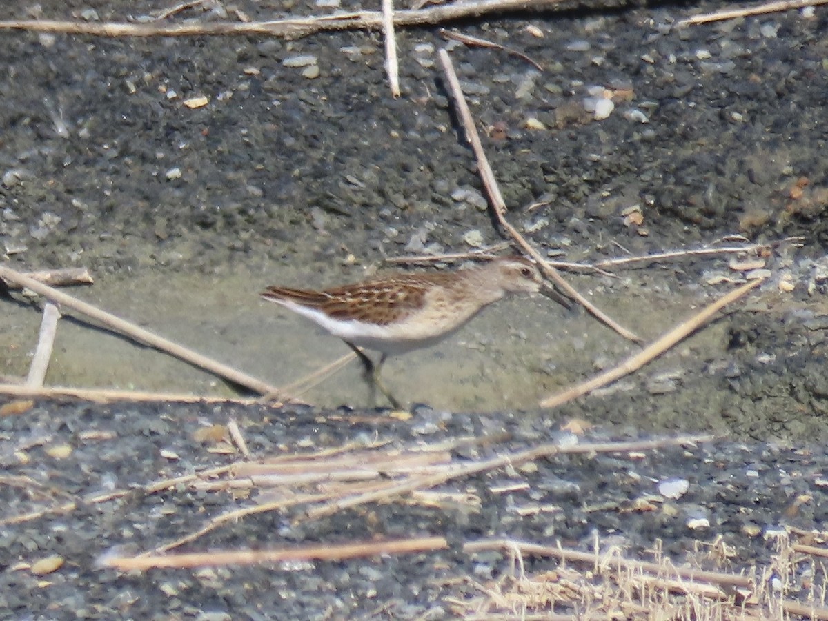 Least Sandpiper - ML642072201