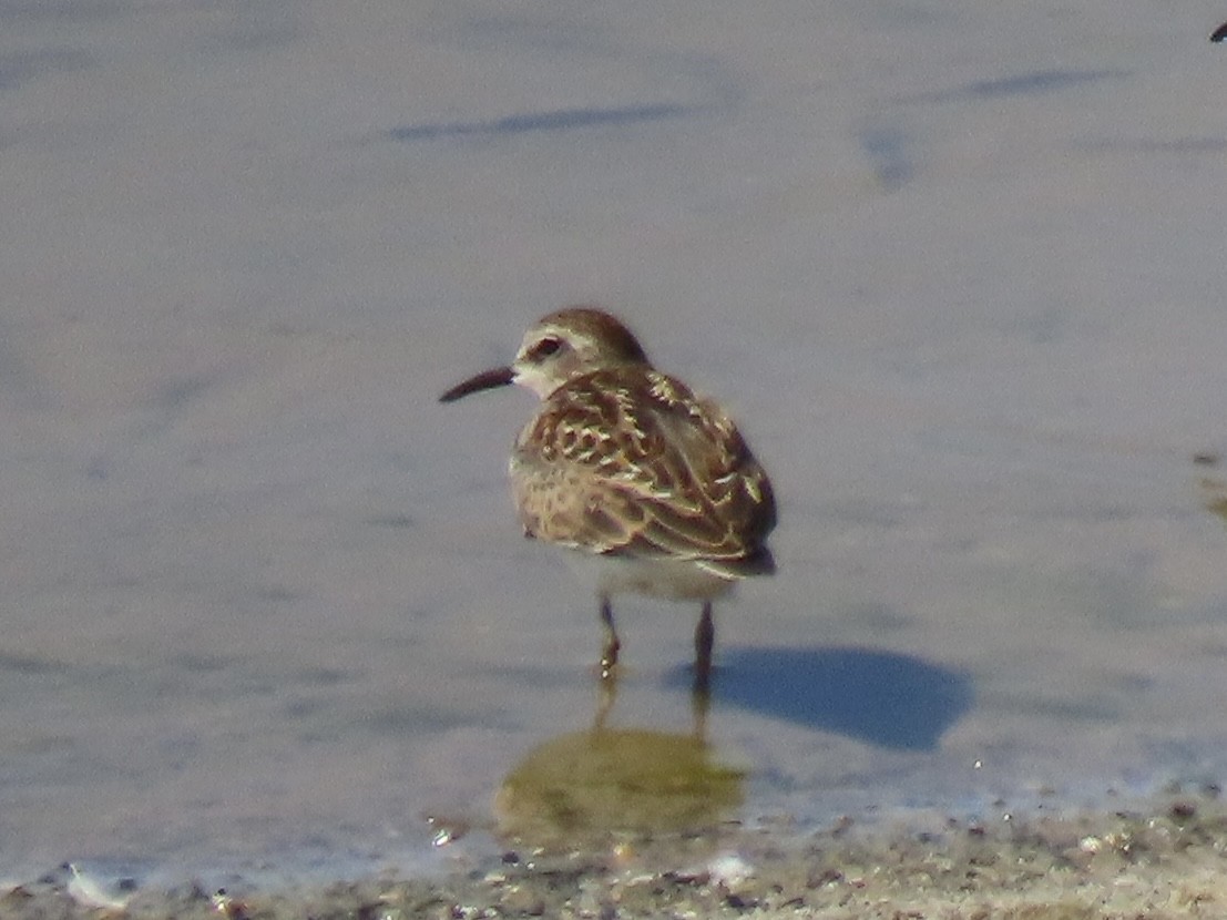 Least Sandpiper - ML642072204