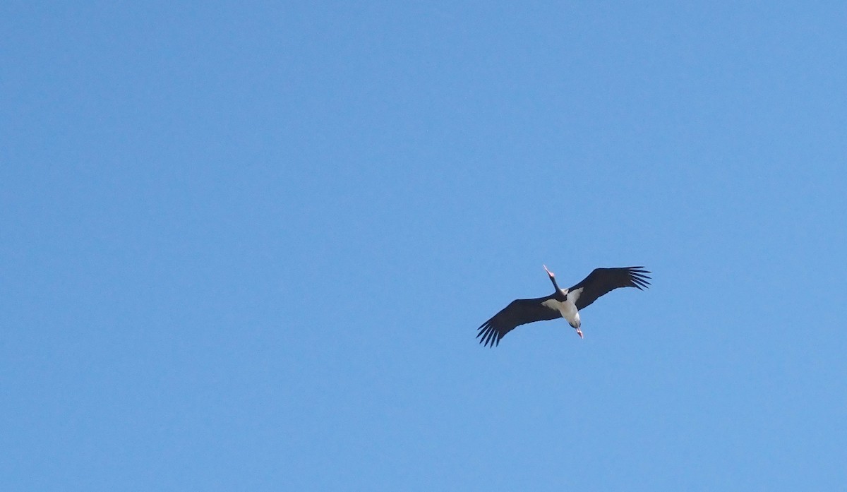 Black Stork - ML642072211