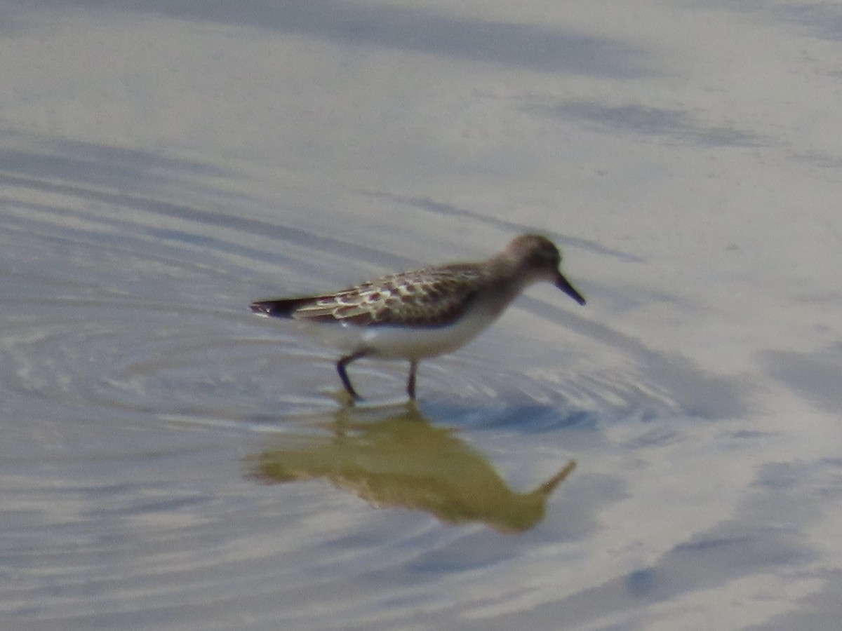 Semipalmated Sandpiper - ML642072212