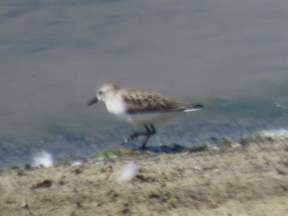 Semipalmated Sandpiper - ML642072213