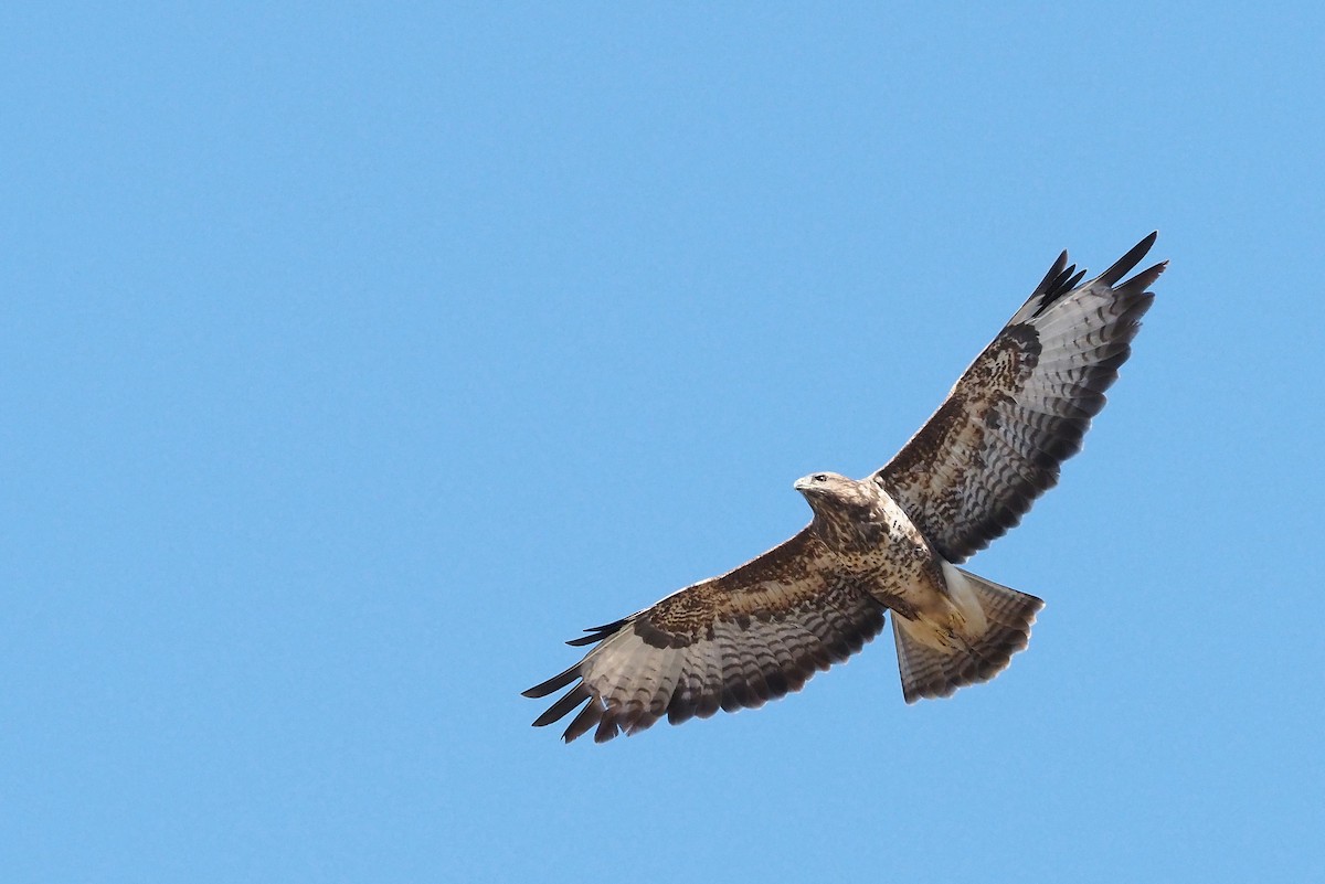 Buse variable - ML642072223