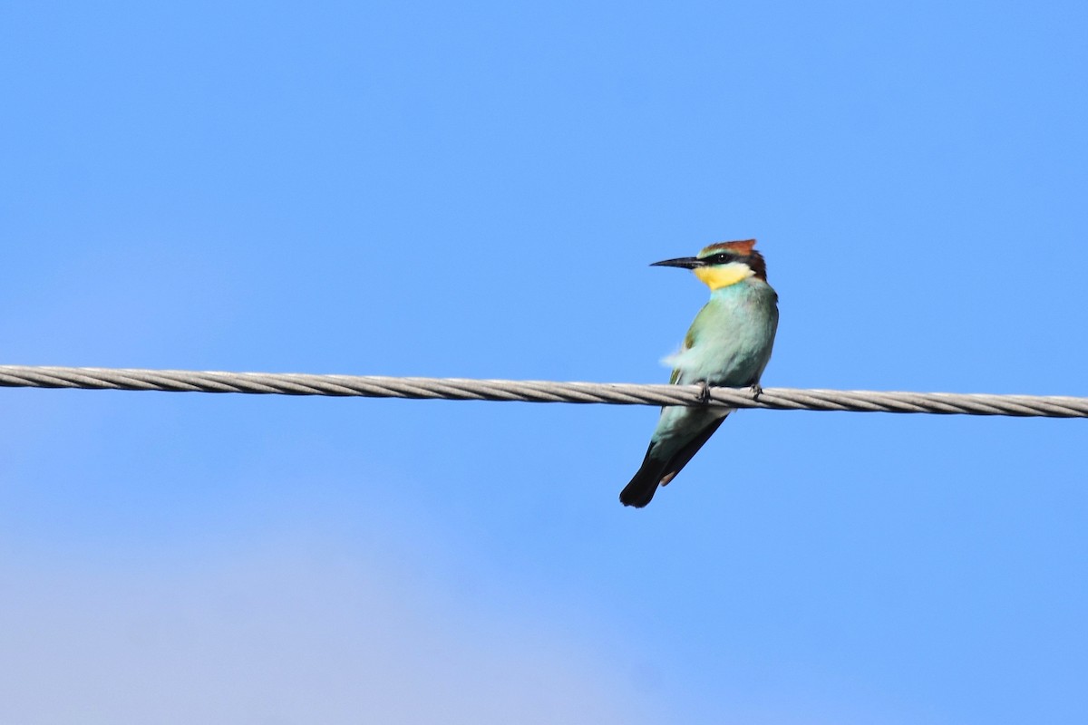 European Bee-eater - ML642072225