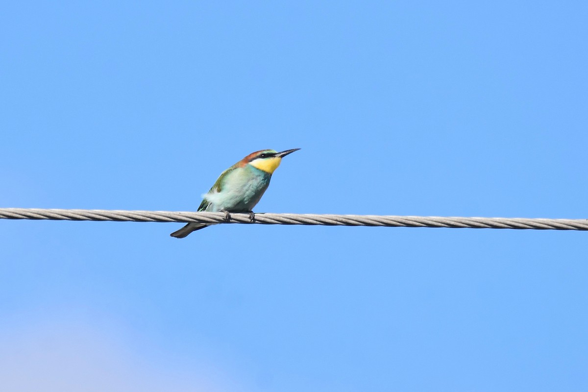 European Bee-eater - ML642072226