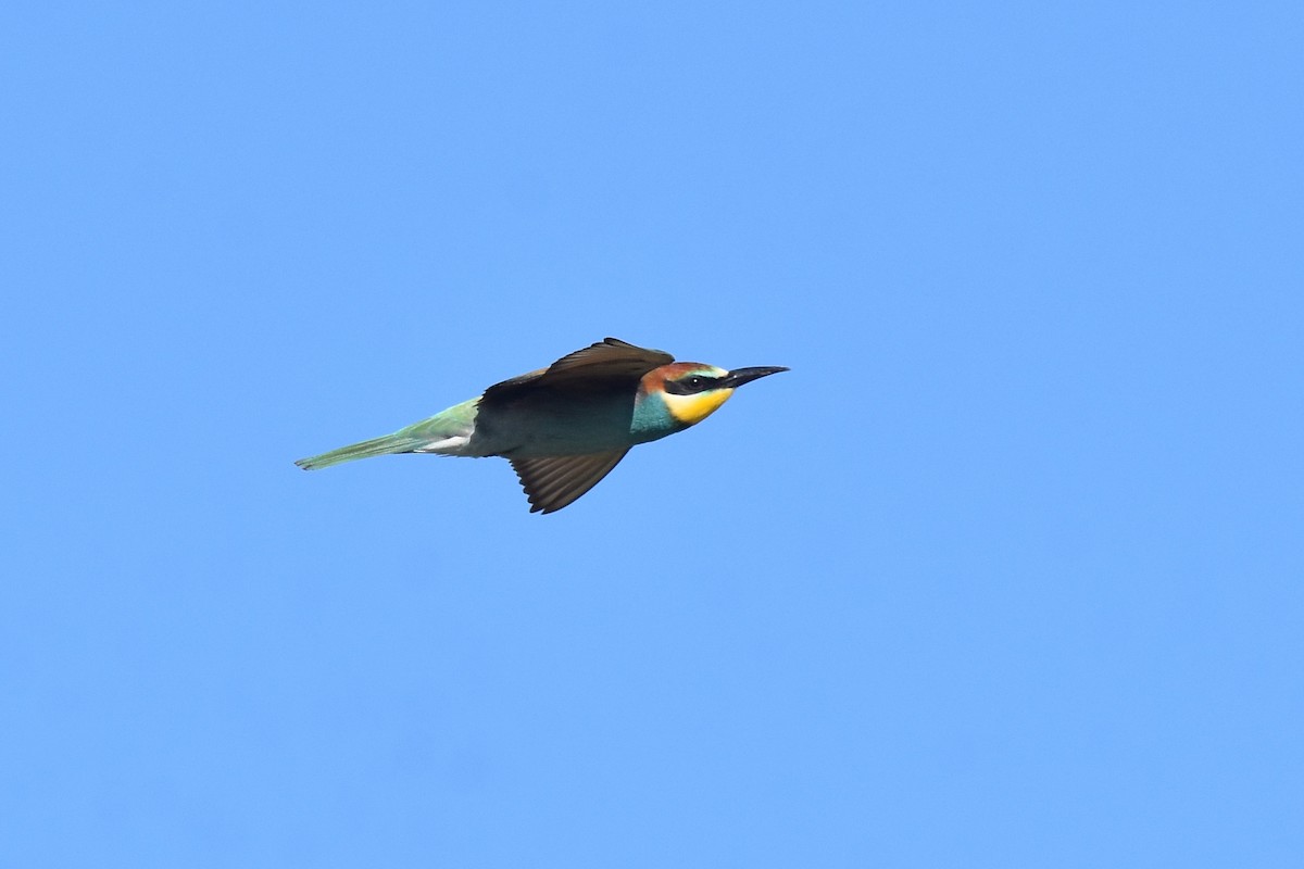 European Bee-eater - ML642072228