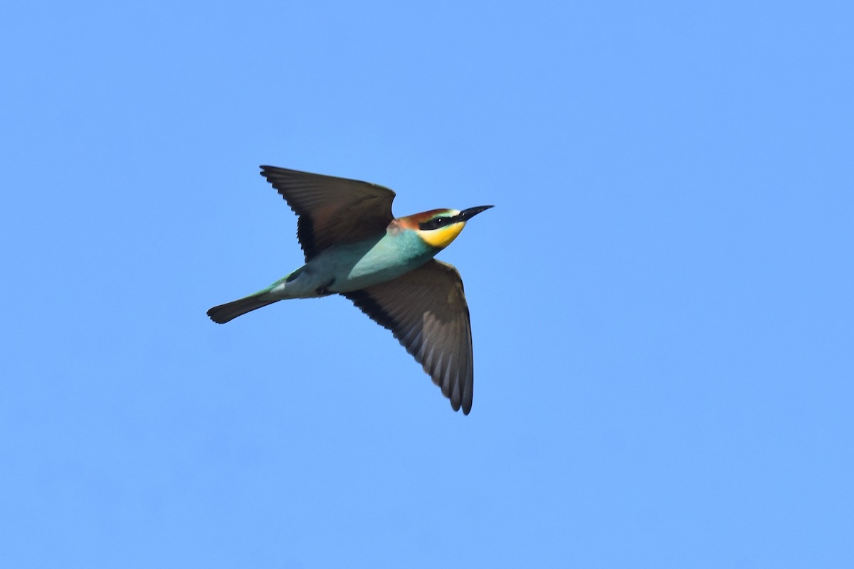 European Bee-eater - ML642072229
