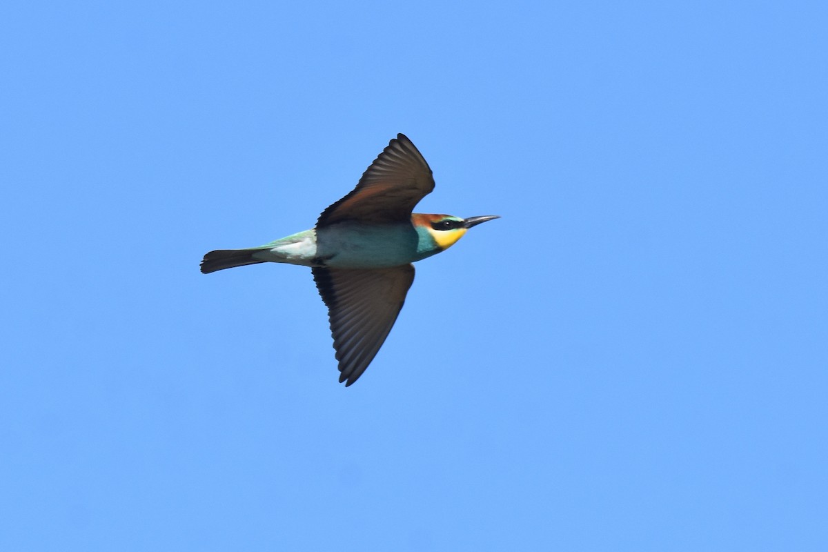 European Bee-eater - ML642072230