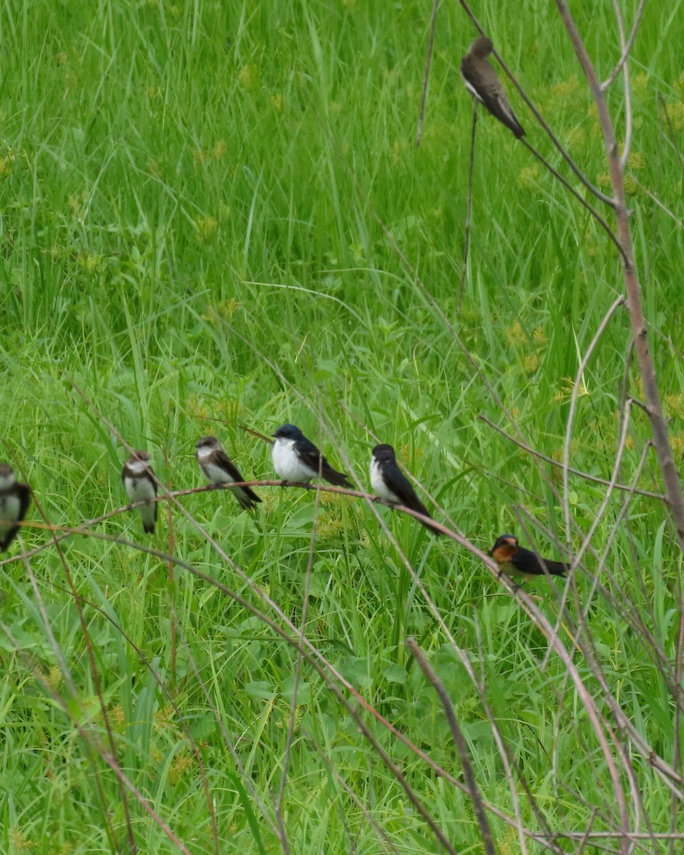 Bank Swallow - ML642072231