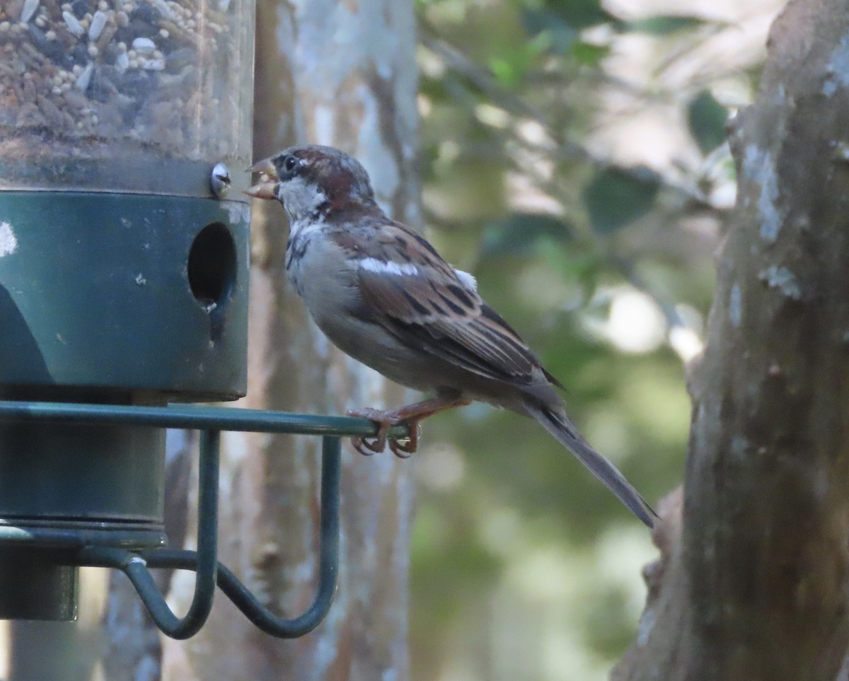House Sparrow - ML642072232