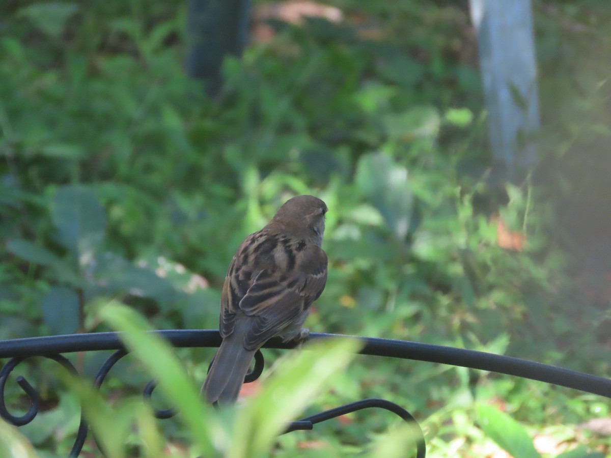 House Sparrow - ML642072234