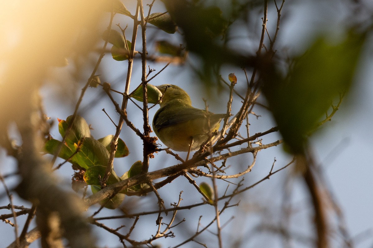 Tennessee Warbler - ML642072235