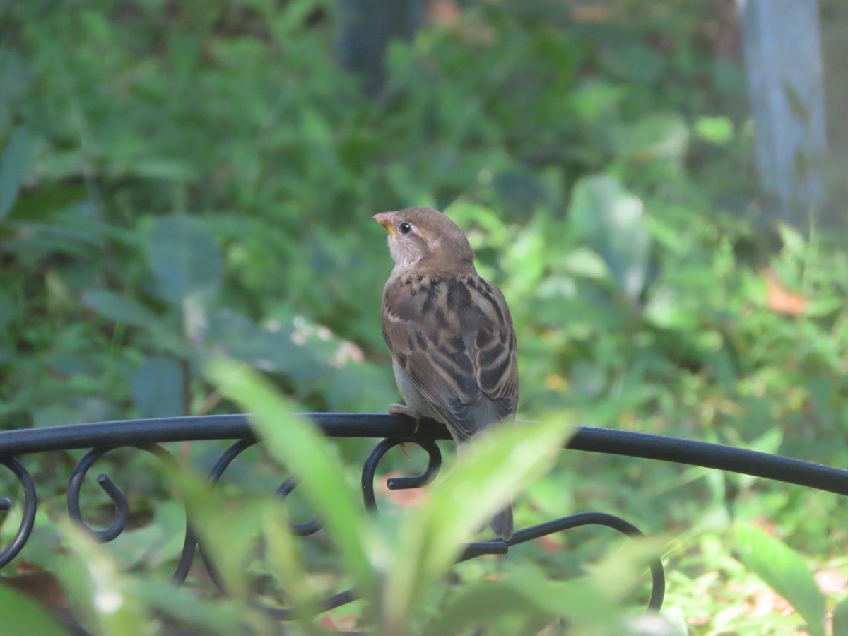 House Sparrow - ML642072236