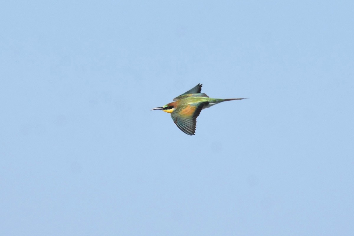 European Bee-eater - ML642072249