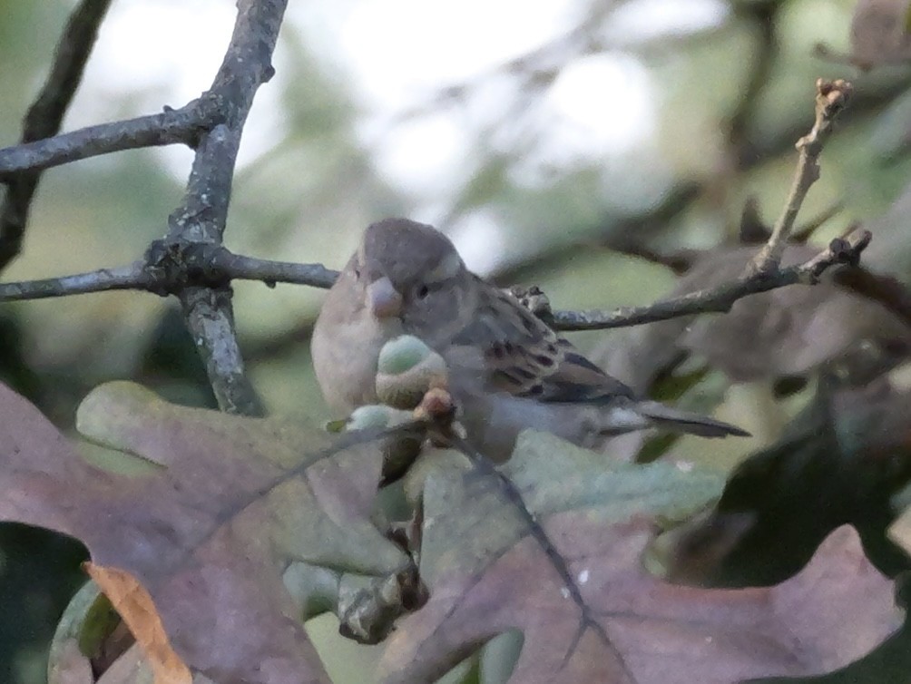 House Sparrow - ML642072262