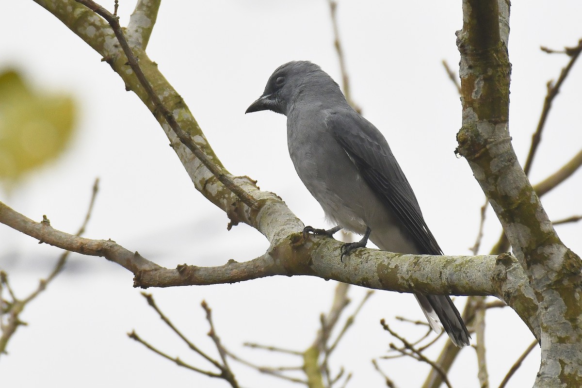 Oriental Cuckooshrike - ML642072287