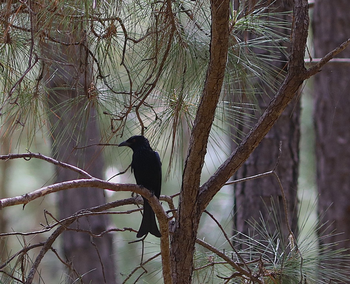 Spangled Drongo - ML642072298