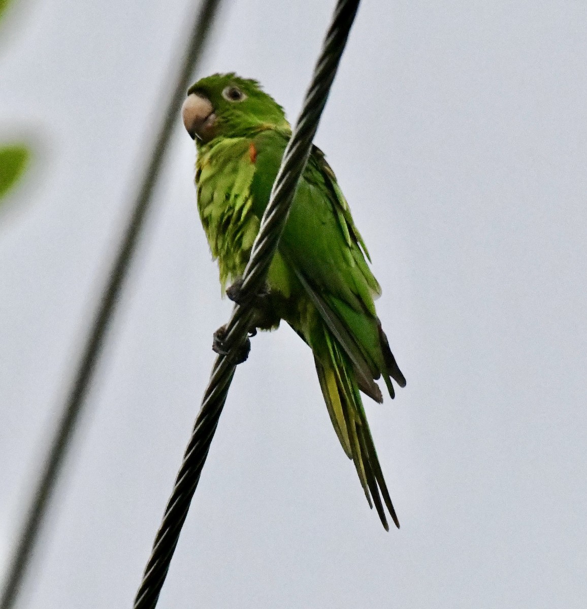 White-eyed Parakeet - ML642072300