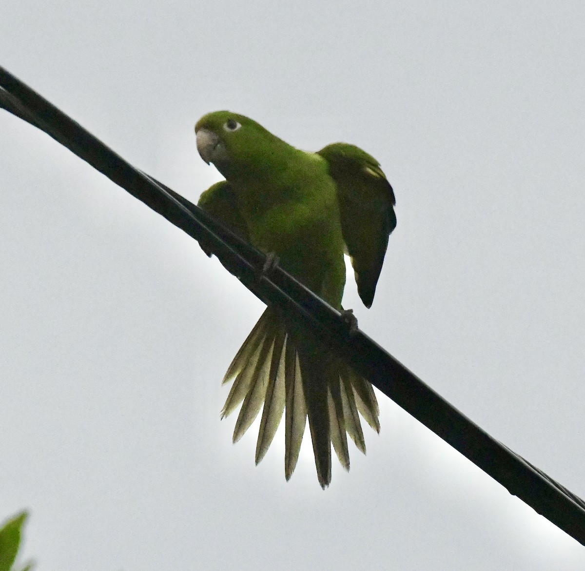 White-eyed Parakeet - ML642072301