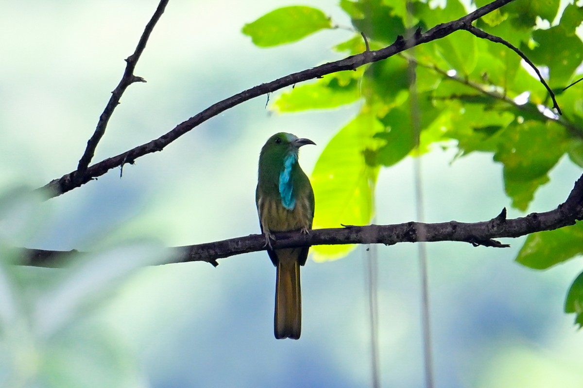 Blue-bearded Bee-eater - ML642072360