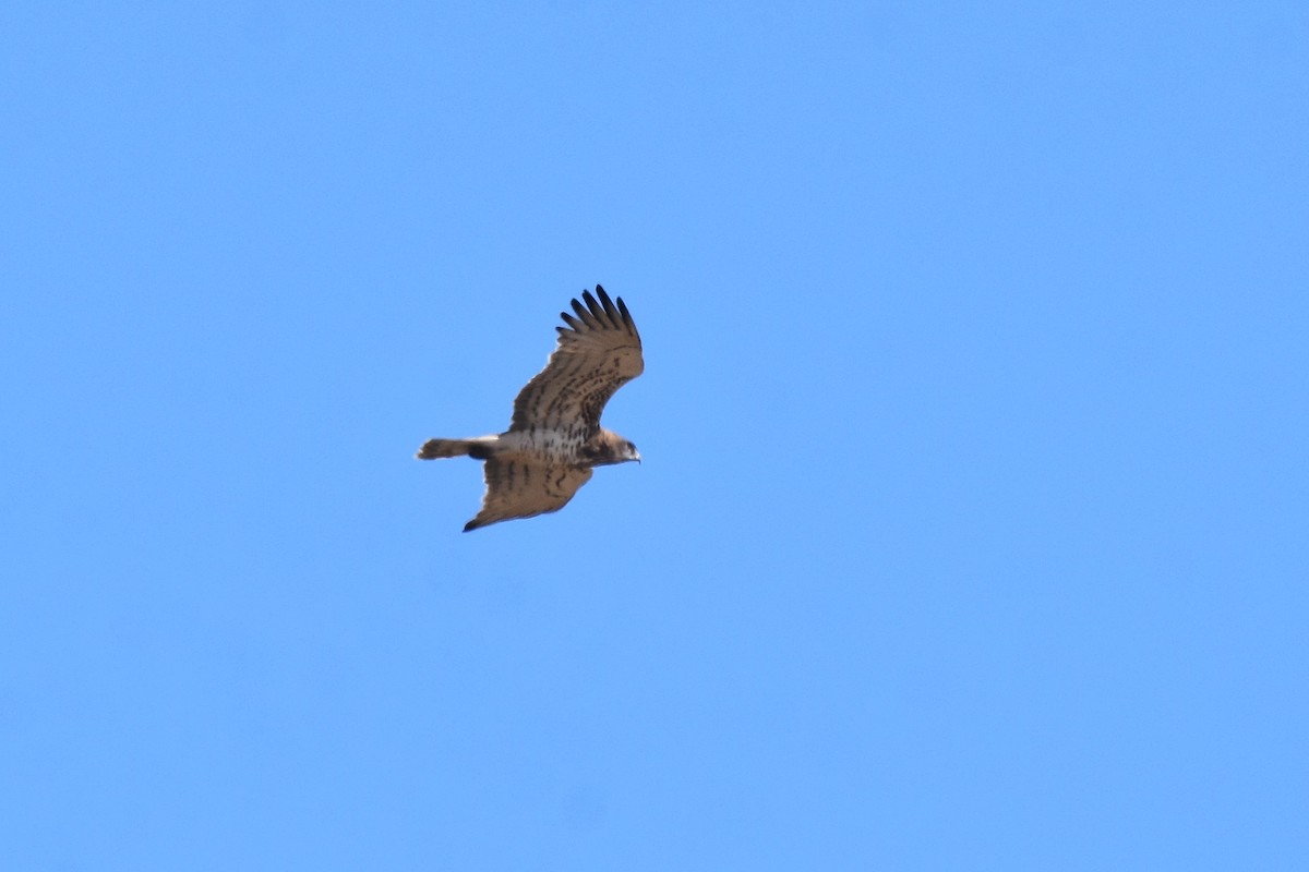 Short-toed Snake-Eagle - ML642072370