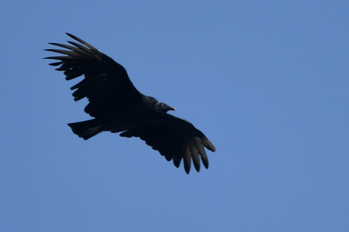 Black Vulture - ML642072385