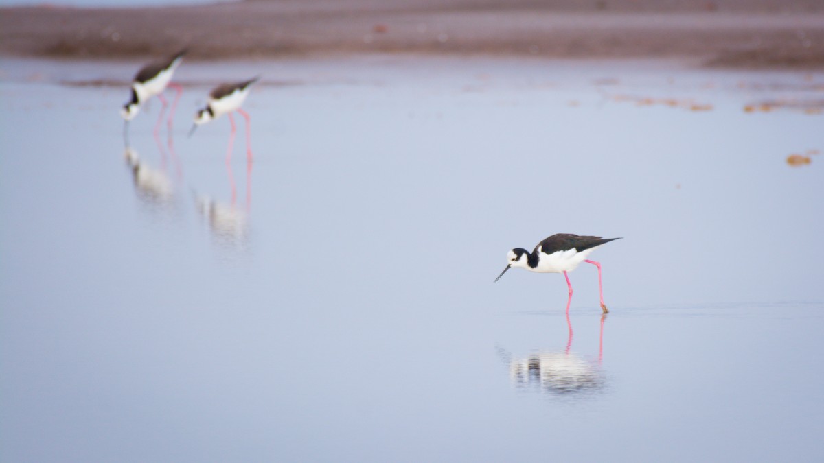Black-necked Stilt - ML642072396