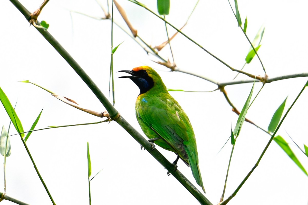 Verdin à front d'or - ML642072397