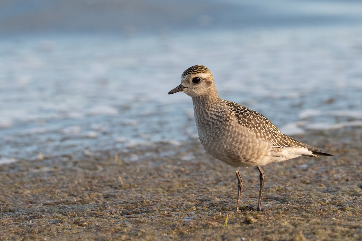 American Golden-Plover - ML642072400