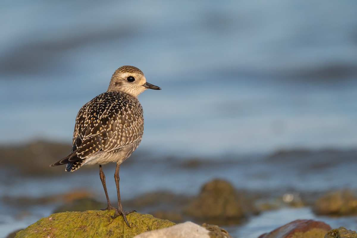 American Golden-Plover - ML642072401