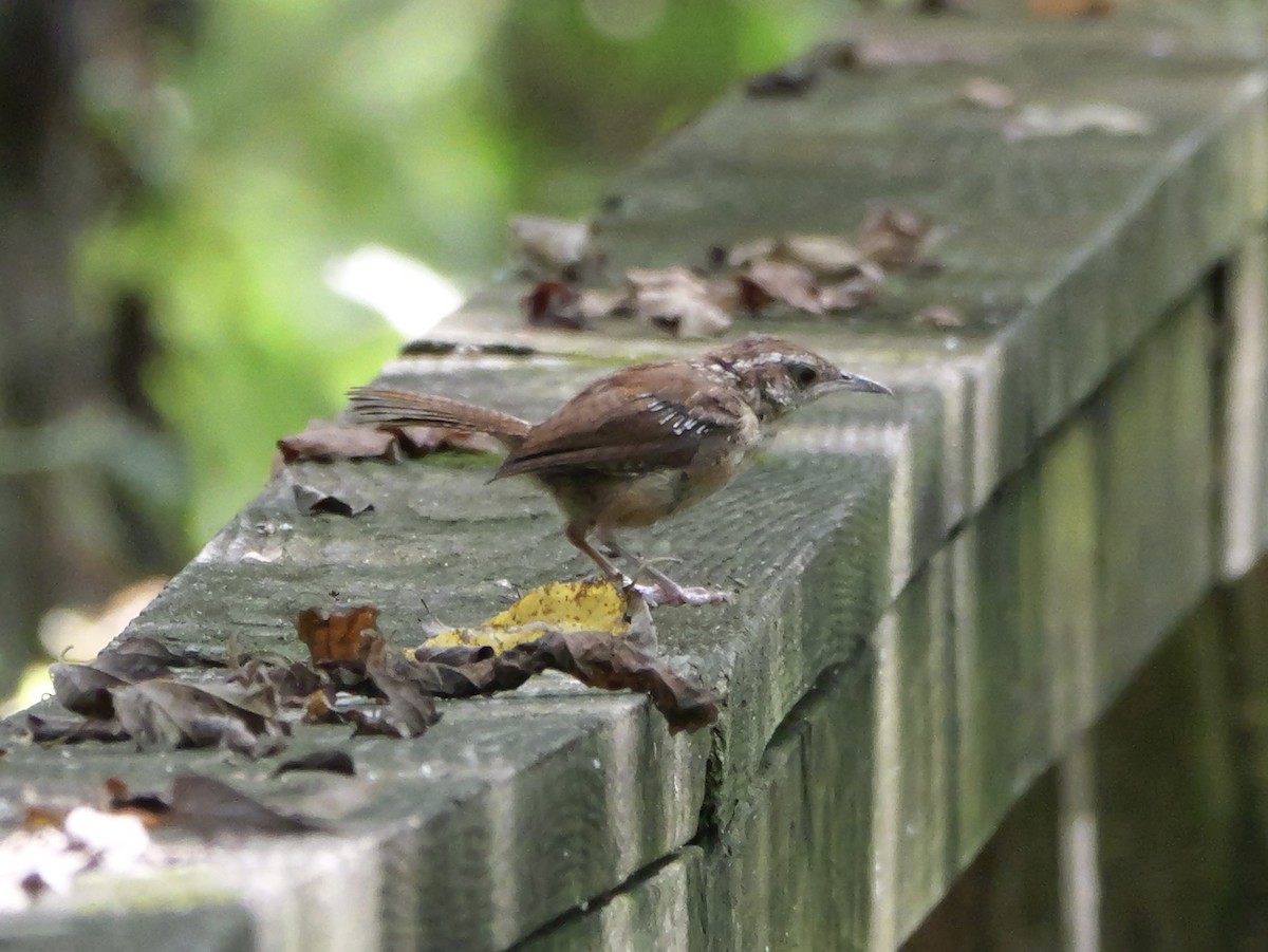 Carolina Wren - ML642072405