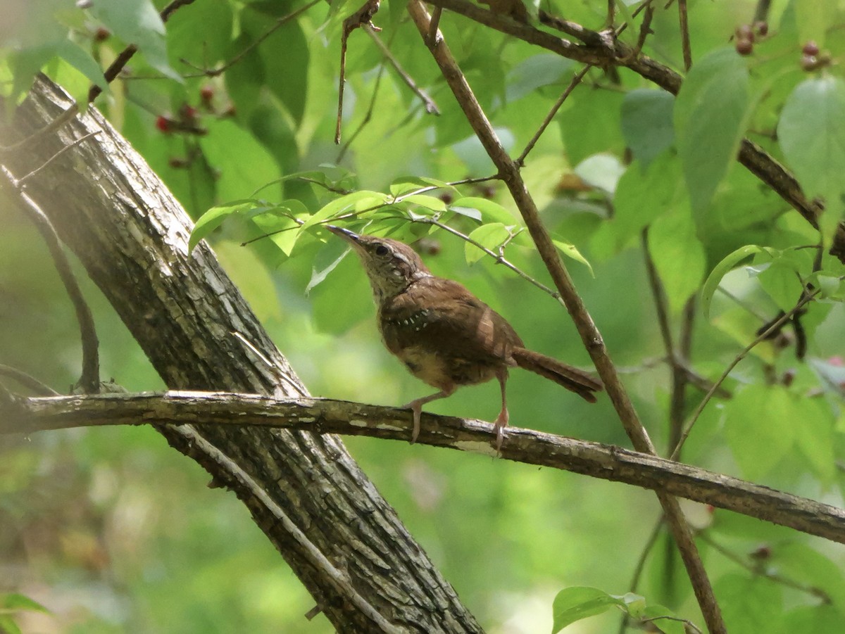 Carolina Wren - ML642072406