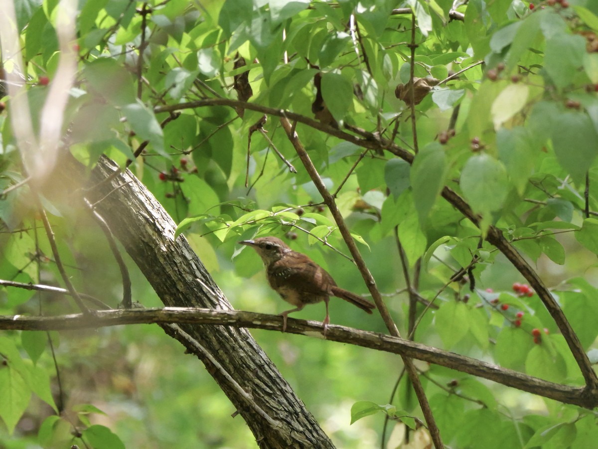 Carolina Wren - ML642072407