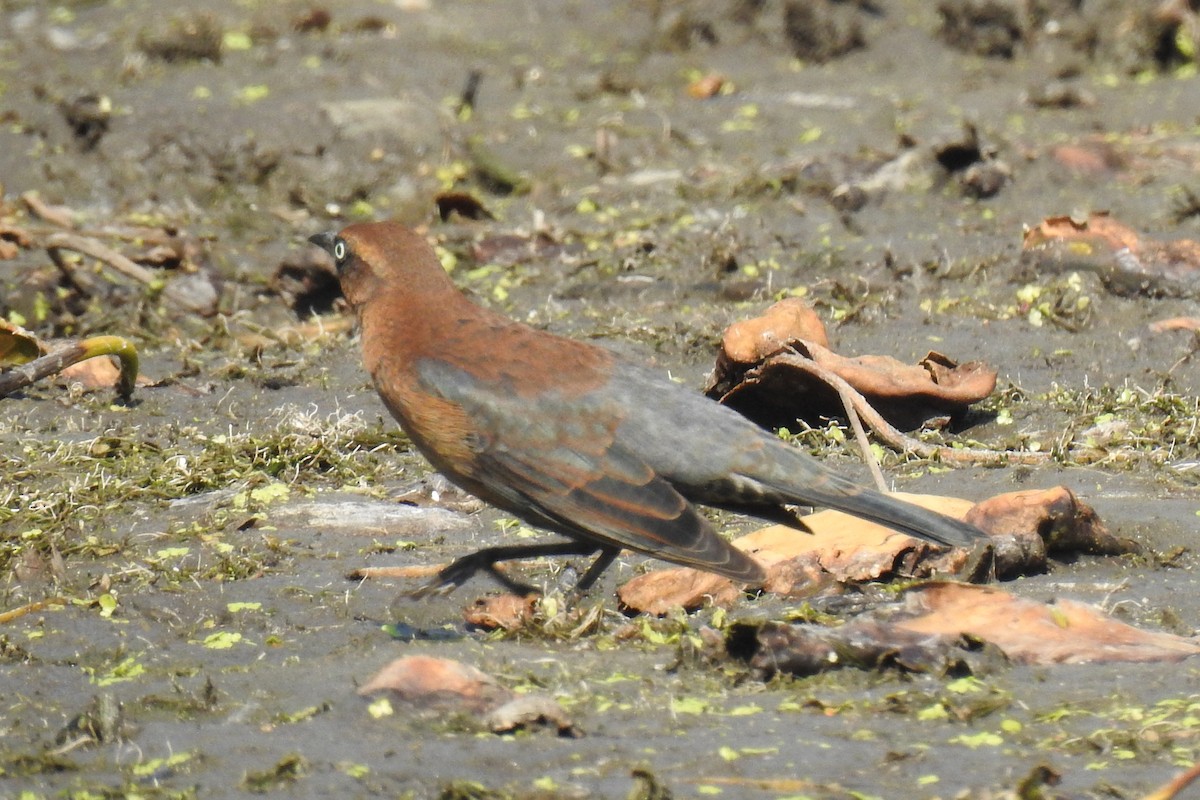 Rusty Blackbird - ML642072414