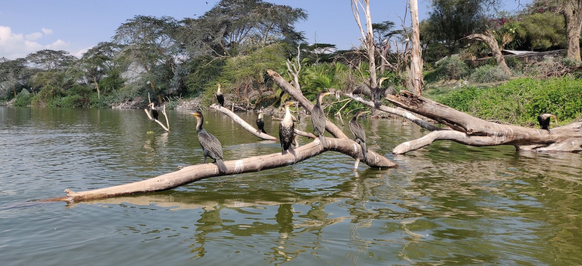 Great Cormorant - ML642072430