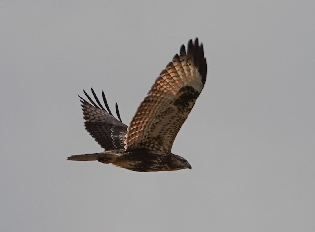 Eastern Buzzard - ML642072455