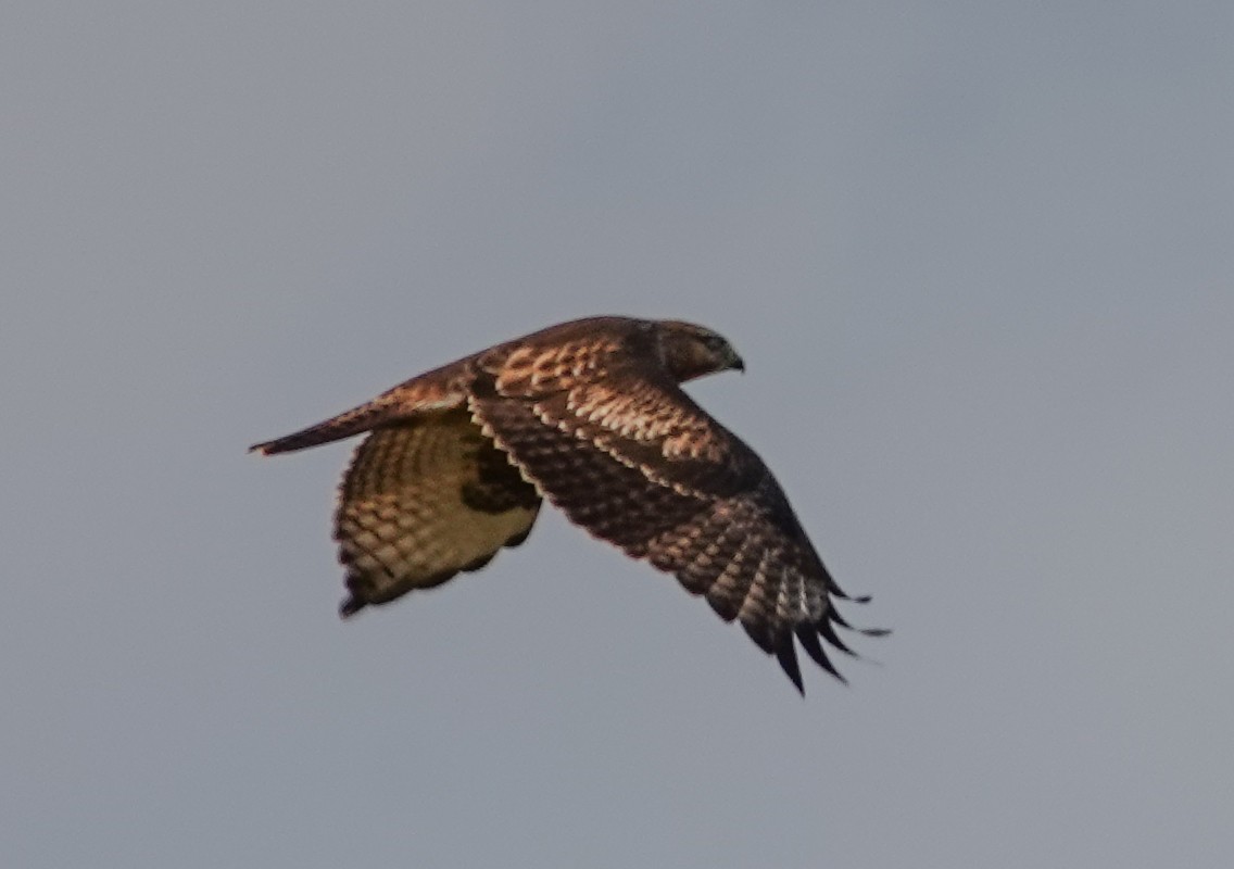 Eastern Buzzard - ML642072456