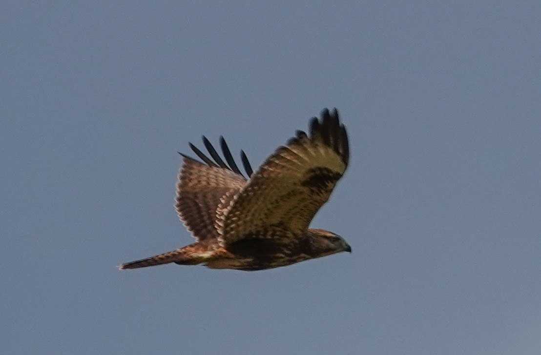 Eastern Buzzard - ML642072457