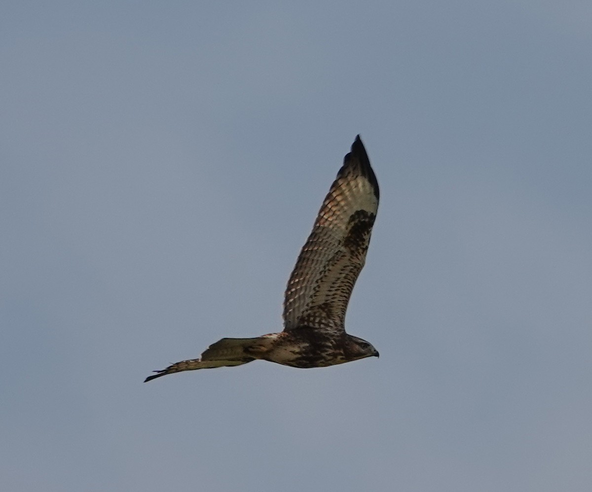 Eastern Buzzard - ML642072458