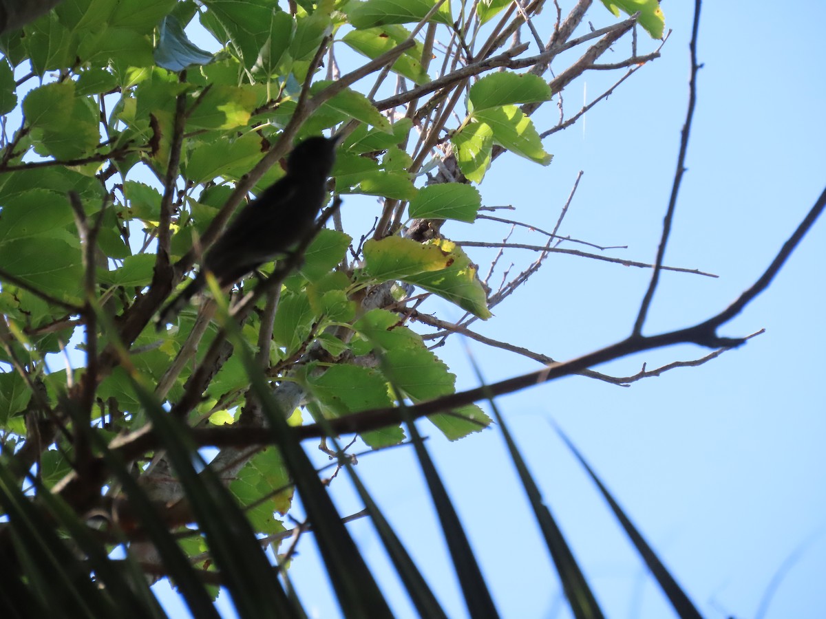 White-winged Becard - ML642072462