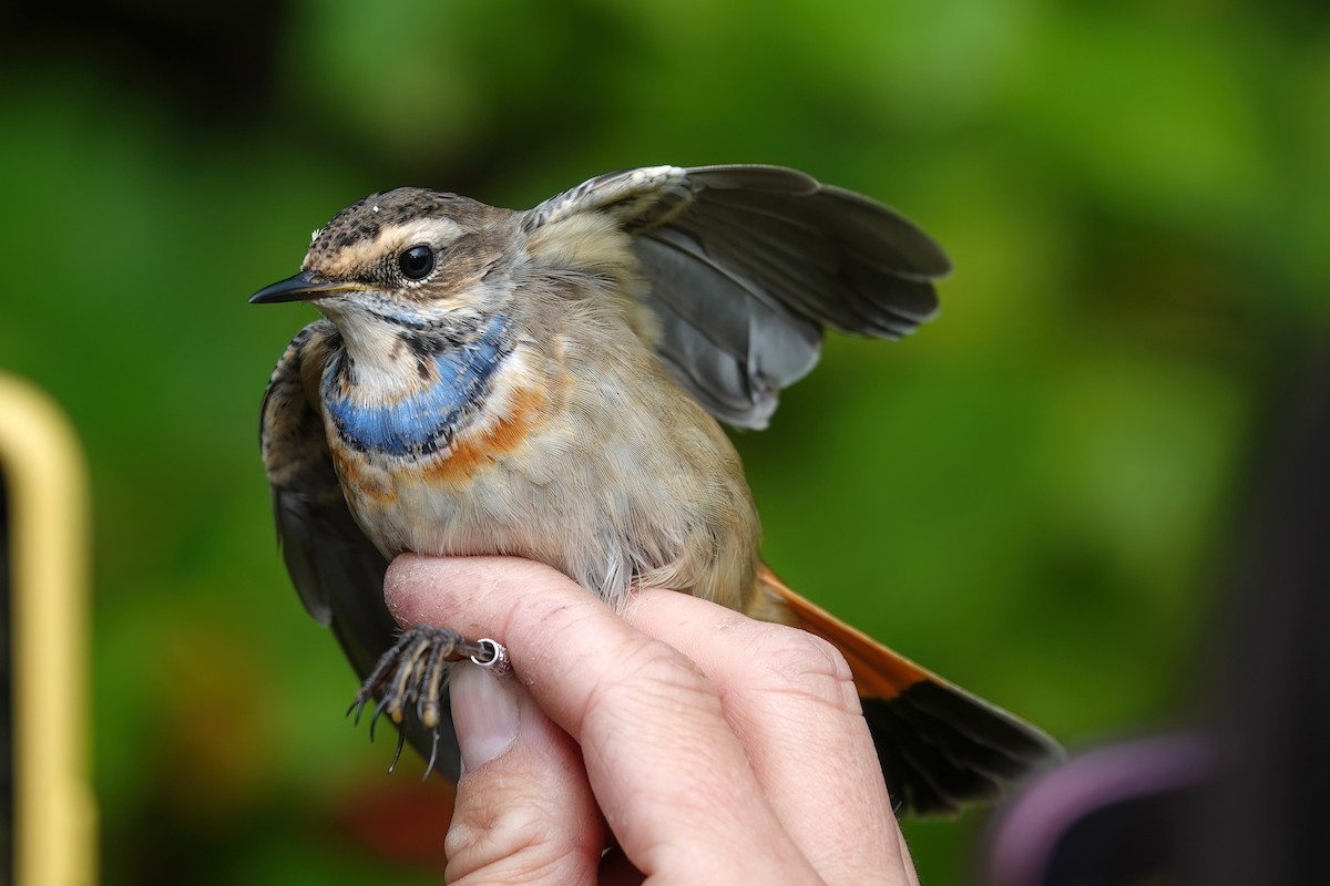Bluethroat - ML642072470