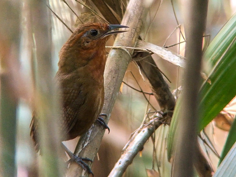 Musician Wren (Ferruginous) - ML642072495